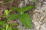 Fourleaf milkweed